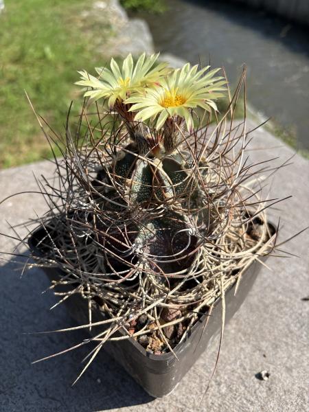 Astrophytum crassispinum